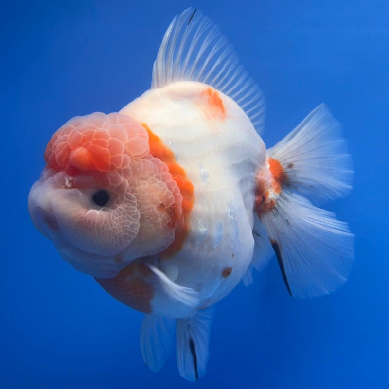 Thai Jumbo Super Jumbo Sakura Medium Tail 6" Body Giant Breed Female (CRP-JO1103)BLUETUB2