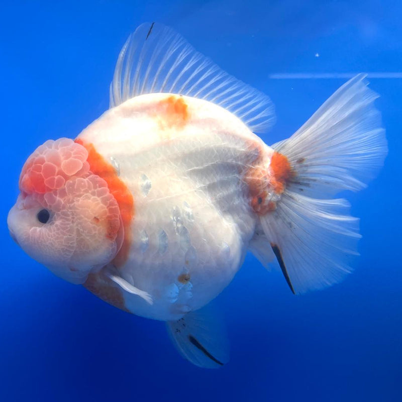 Thai Jumbo Super Jumbo Sakura Medium Tail 6" Body Giant Breed Female (CRP-JO1103)BLUETUB2