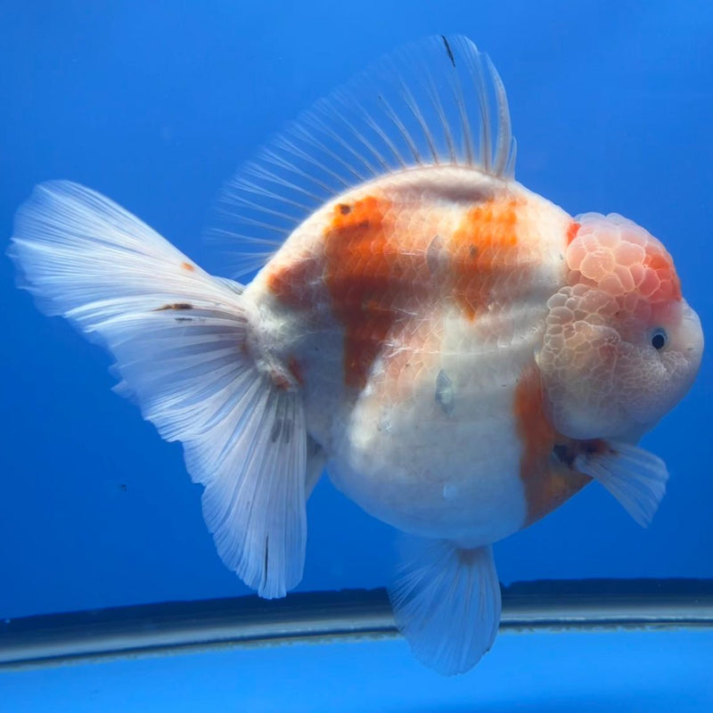 Thai Jumbo Super Jumbo Sakura Medium Tail 6" Body Giant Breed Female (CRP-JO1103)BLUETUB2