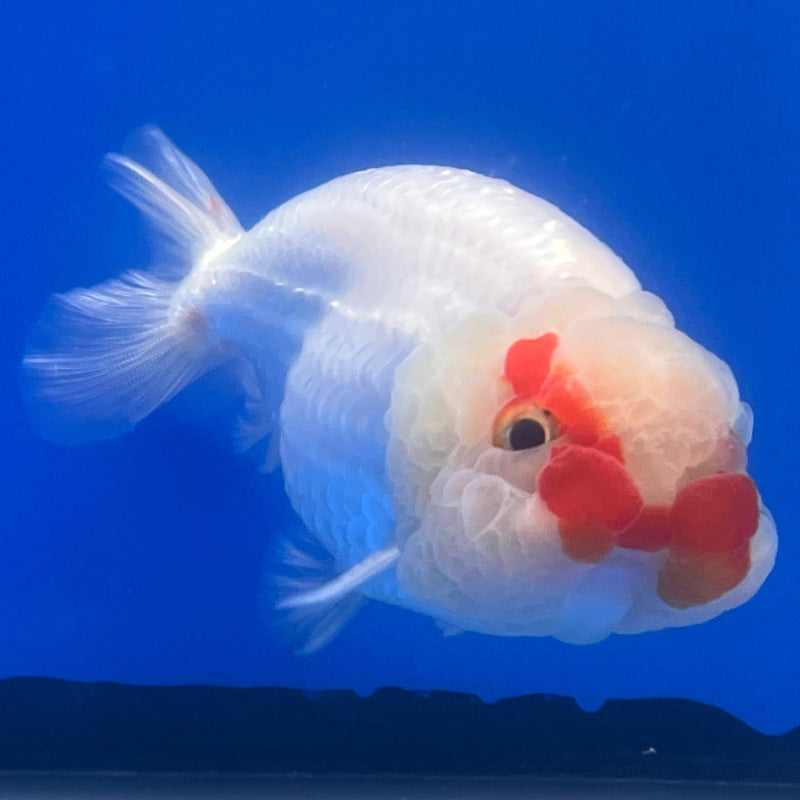 Thai Ranchu DragonHead White/Red 3" Body Male (CK-407)R3B02