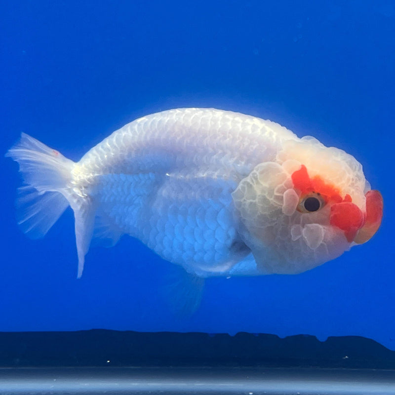 Thai Ranchu DragonHead White/Red 3" Body Male (CK-407)R3B02