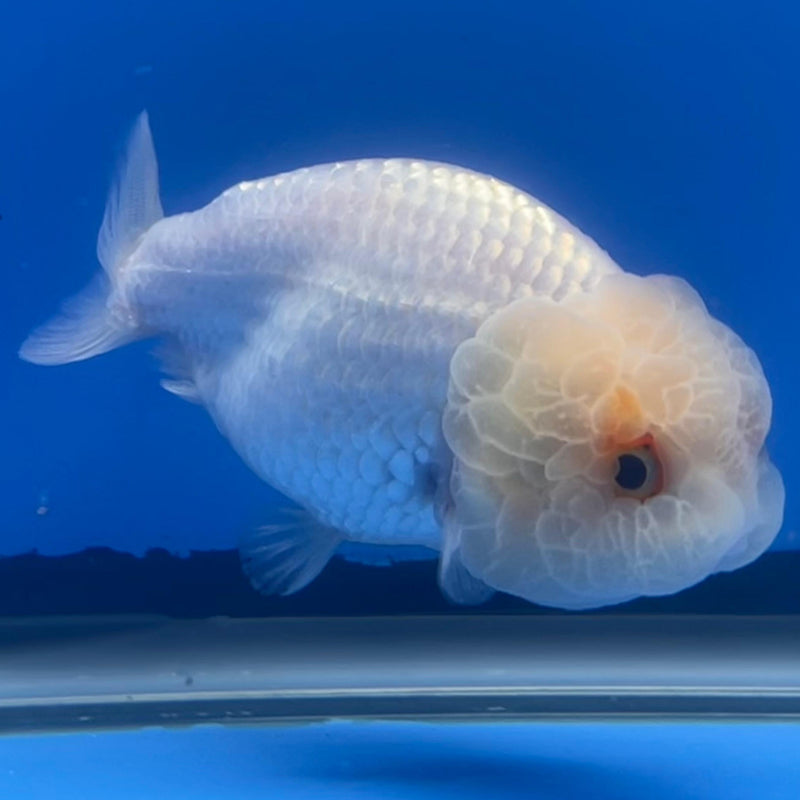 Thai Ranchu DragonHead White 3" Body Female (CK-406)R3B02