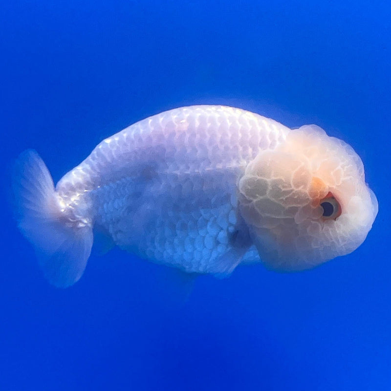 Thai Ranchu DragonHead White 3" Body Female (CK-406)R3B02