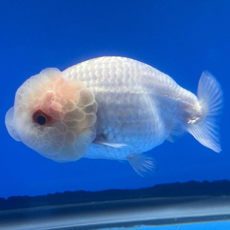 Thai Ranchu DragonHead White 3" Body Female (CK-406)R3B02