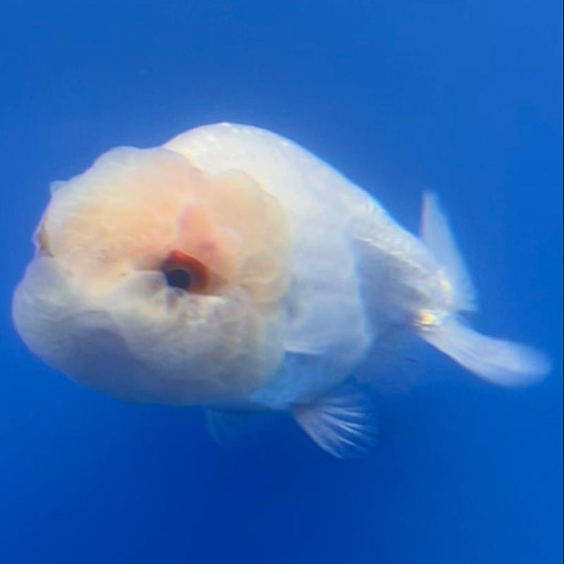 Thai Ranchu DragonHead White 3" Body Female (CK-406)R3B02