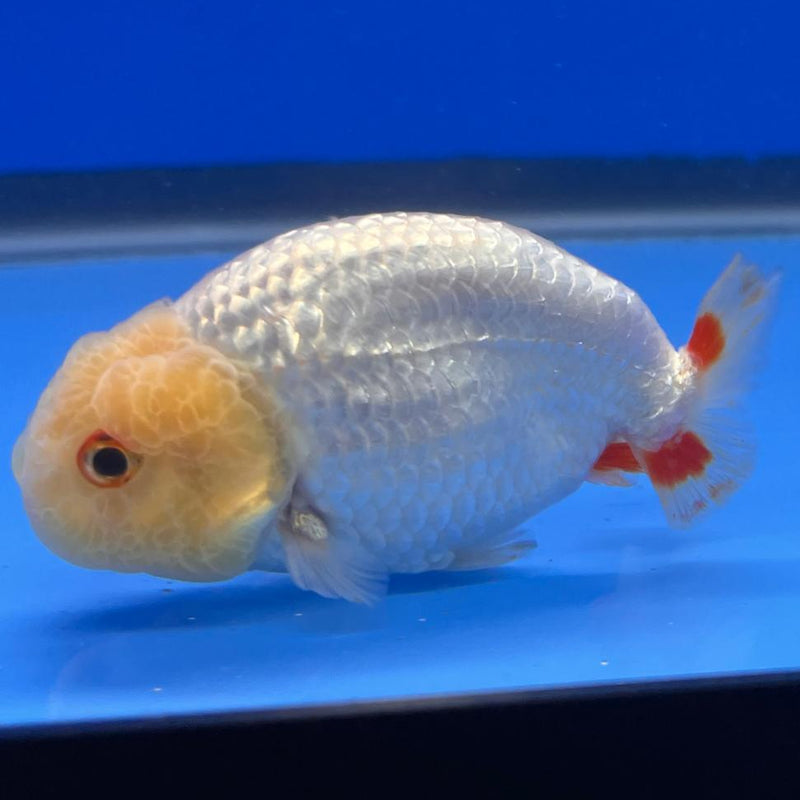 Thai Ranchu DragonHead White/Red 3" Body Male (CK-408)R3B02
