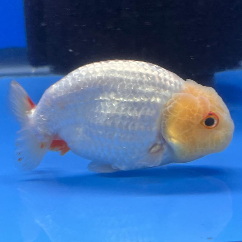 Thai Ranchu DragonHead White/Red 3" Body Male (CK-408)R3B02
