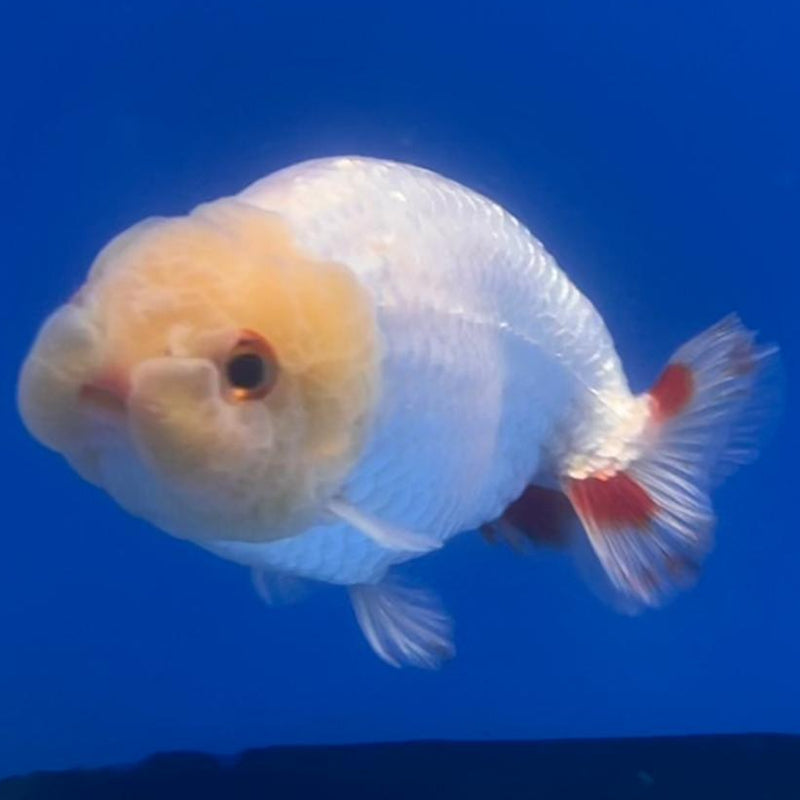 Thai Ranchu DragonHead White/Red 3" Body Male (CK-408)R3B02