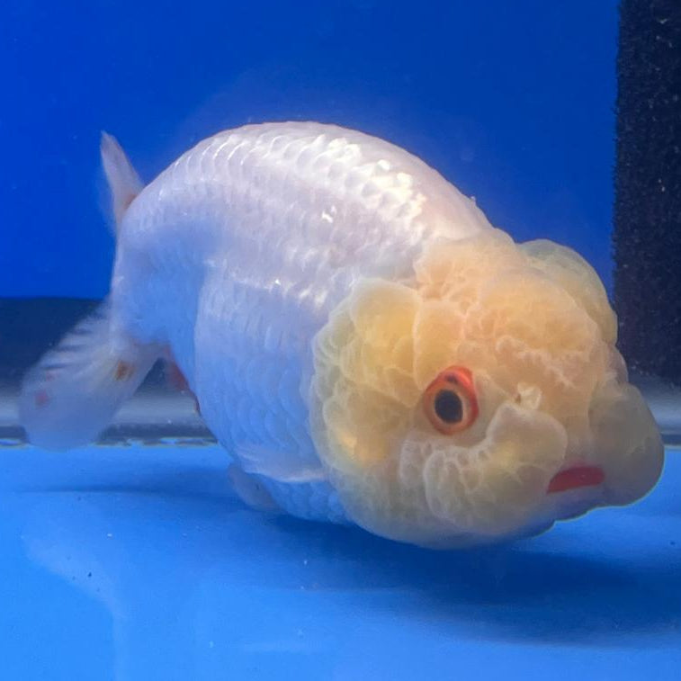 Thai Ranchu DragonHead White/Red 3" Body Male (CK-408)R3B02