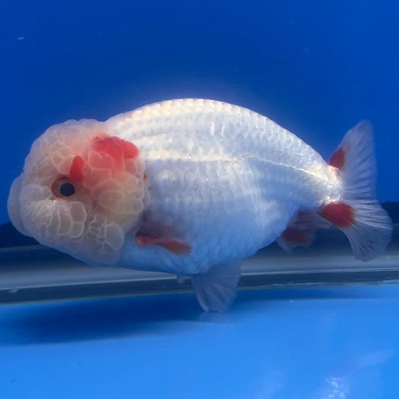 Thai Ranchu DragonHead White/Red 3" Body Male (CK-407)R3B02