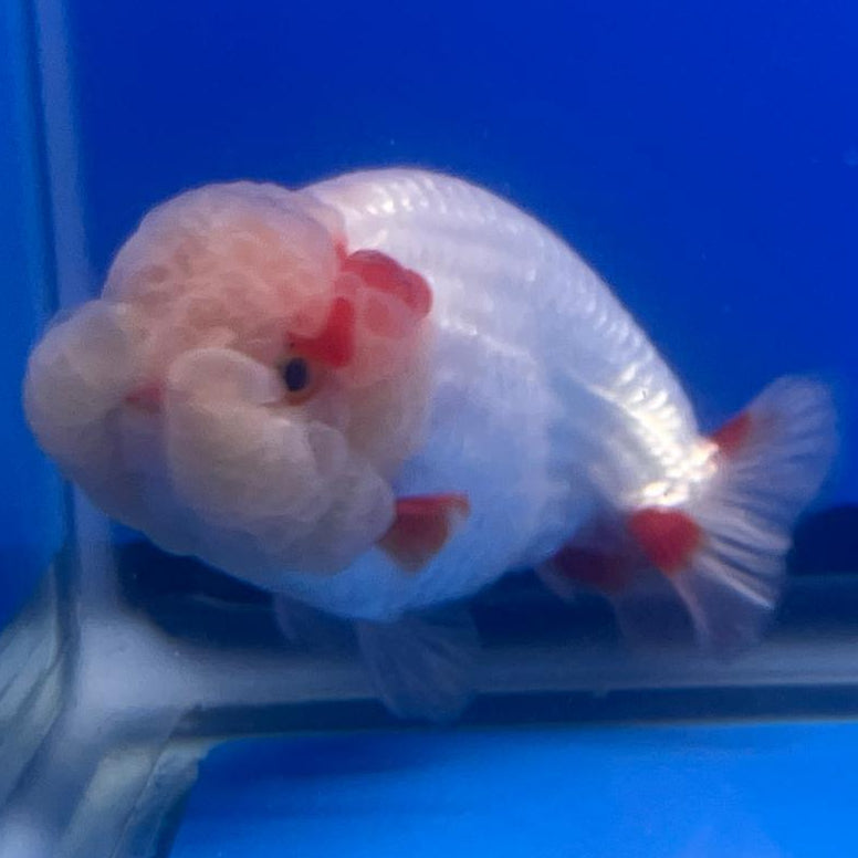 Thai Ranchu DragonHead White/Red 3" Body Male (CK-407)R3B02