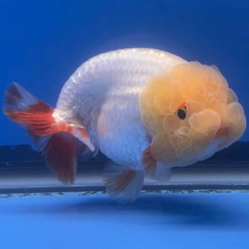Thai Ranchu DragonHead White/Red 3" Body Male (CK-411)R3B02