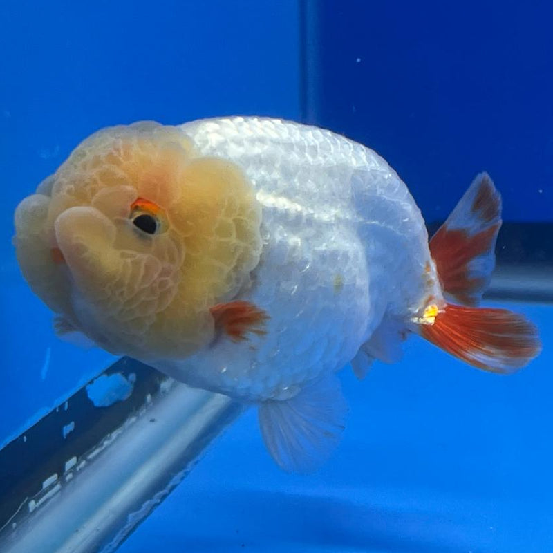 Thai Ranchu DragonHead White/Red 3" Body Male (CK-411)R3B02