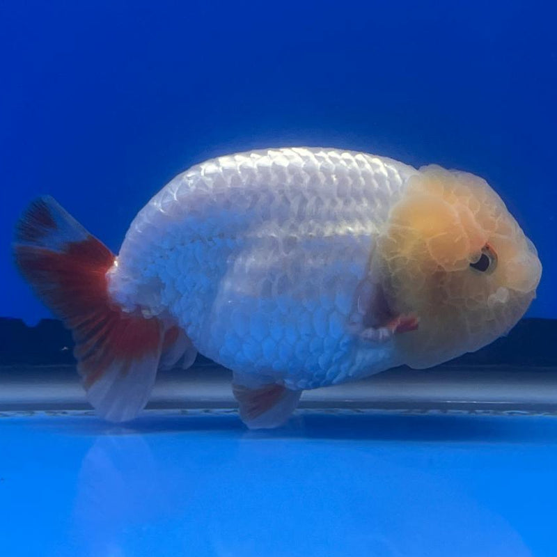 Thai Ranchu DragonHead White/Red 3" Body Male (CK-411)R3B02