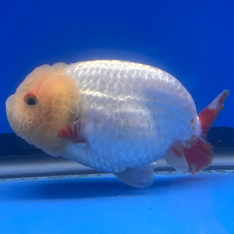 Thai Ranchu DragonHead White/Red 3" Body Male (CK-411)R3B02