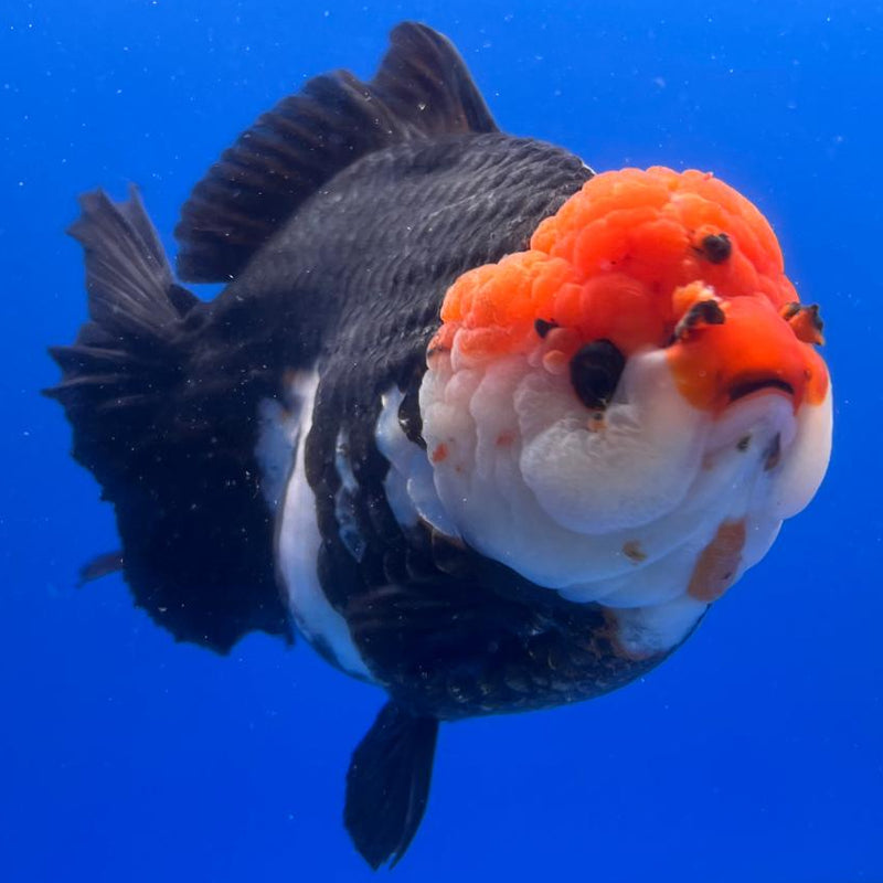 Thai Jumbo Tri Color Yuanbao Oranda 4.5" Body Female (QGF-JO1110)BLUETUB2