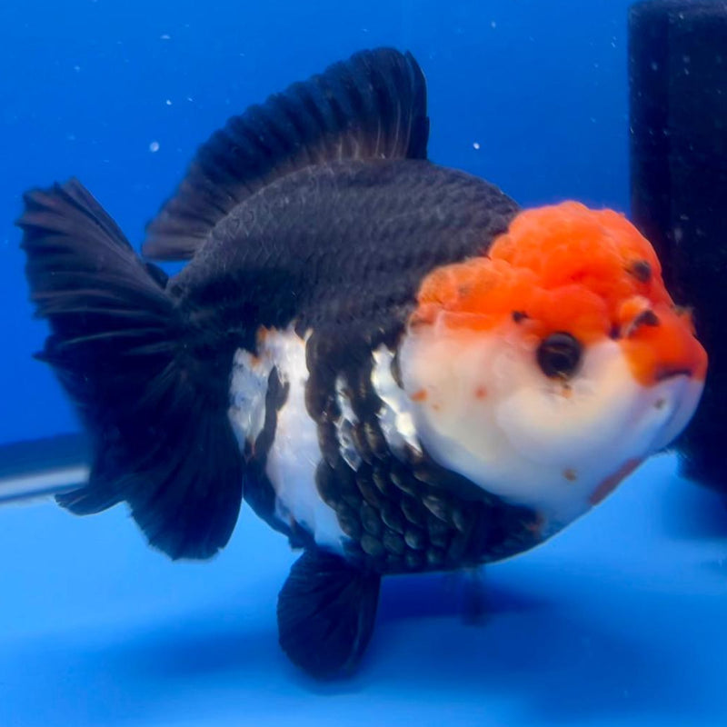Thai Jumbo Tri Color Yuanbao Oranda 4.5" Body Female (QGF-JO1110)BLUETUB2