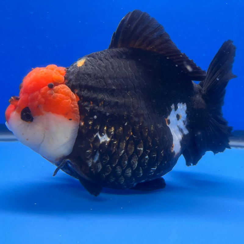 Thai Jumbo Tri Color Yuanbao Oranda 4.5" Body Female (QGF-JO1110)BLUETUB2