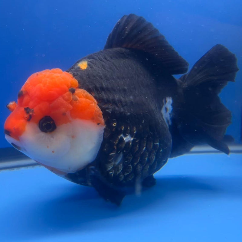 Thai Jumbo Tri Color Yuanbao Oranda 4.5" Body Female (QGF-JO1110)BLUETUB2