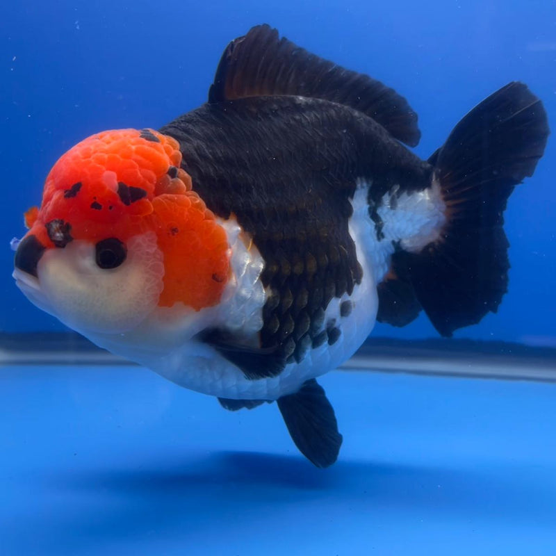 Thai Jumbo Tri Color Yuanbao Oranda 4.5" Body Female (QGF-JO1108)BLUETUB2