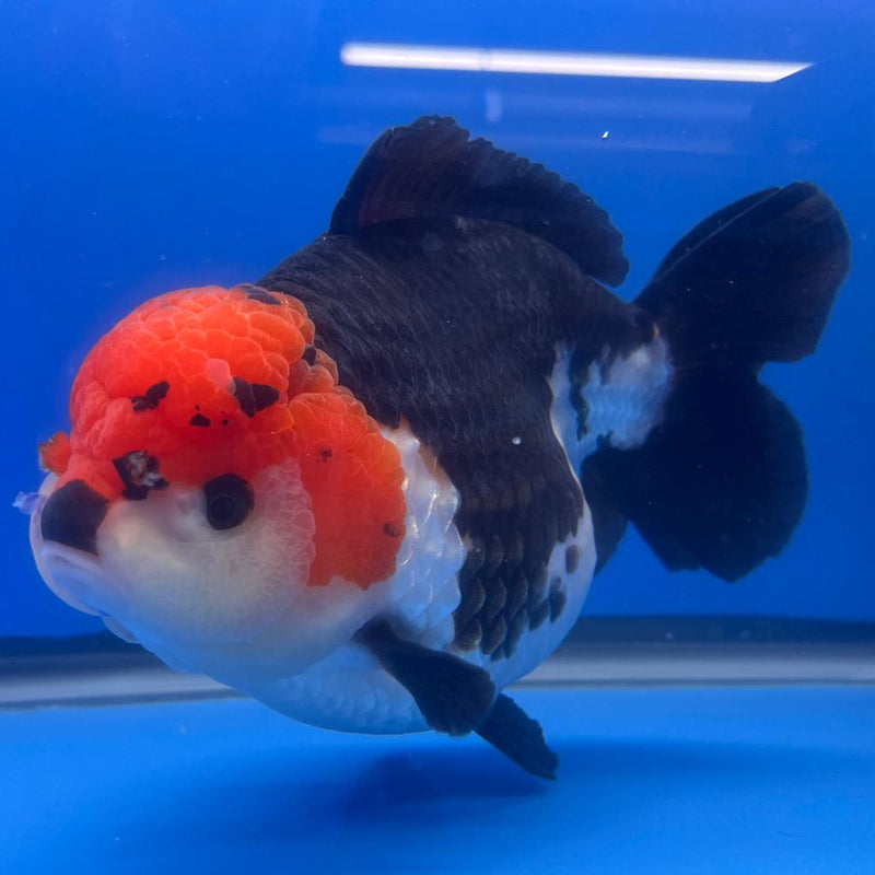 Thai Jumbo Tri Color Yuanbao Oranda 4.5" Body Female (QGF-JO1108)BLUETUB2