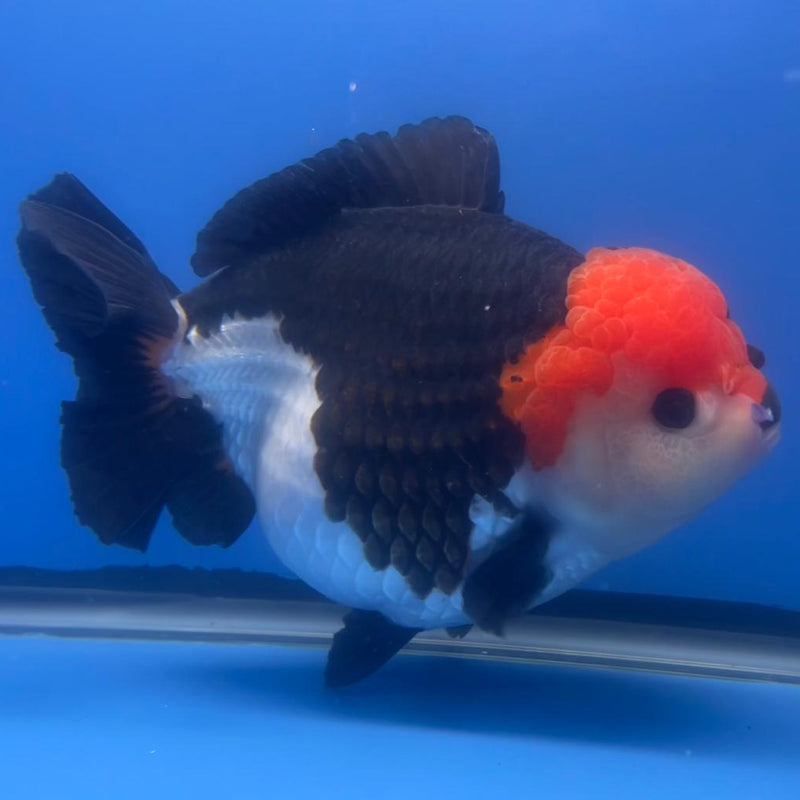 Thai Jumbo Tri Color Yuanbao Oranda 4.5" Body Female (QGF-JO1108)BLUETUB2
