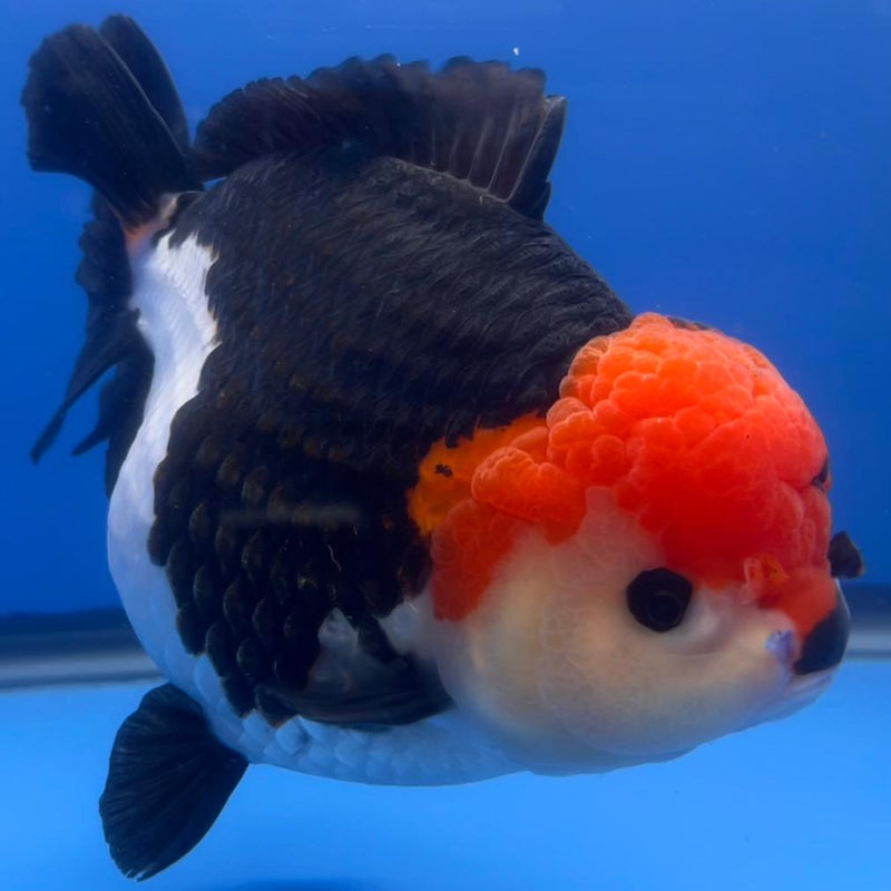 Thai Jumbo Tri Color Yuanbao Oranda 4.5" Body Female (QGF-JO1108)BLUETUB2