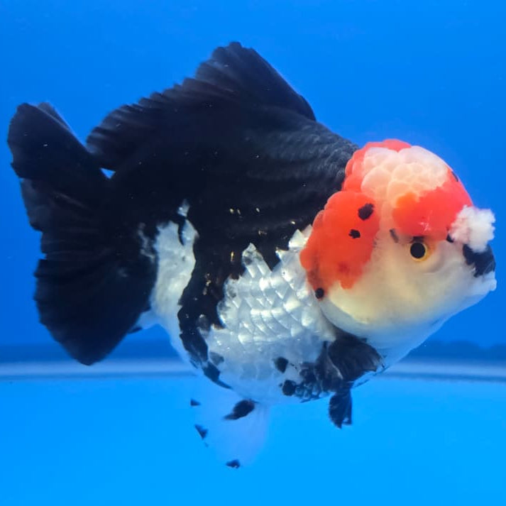 Thai Jumbo Tri Color Yuanbao Oranda 4.5" Body Male(QGF-JO1106)BLUETUB2