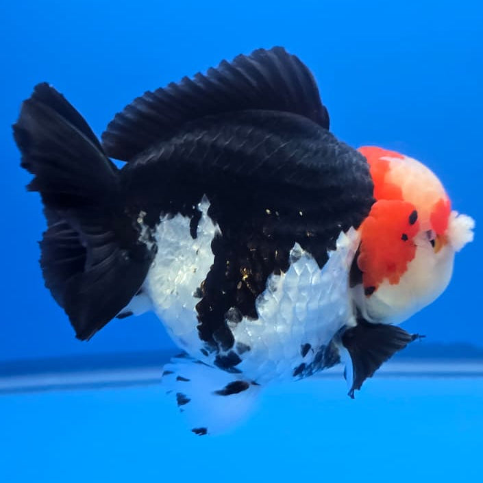 Thai Jumbo Tri Color Yuanbao Oranda 4.5" Body Male(QGF-JO1106)BLUETUB2