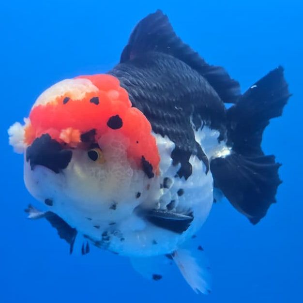 Thai Jumbo Tri Color Yuanbao Oranda 4.5" Body Male(QGF-JO1106)BLUETUB2