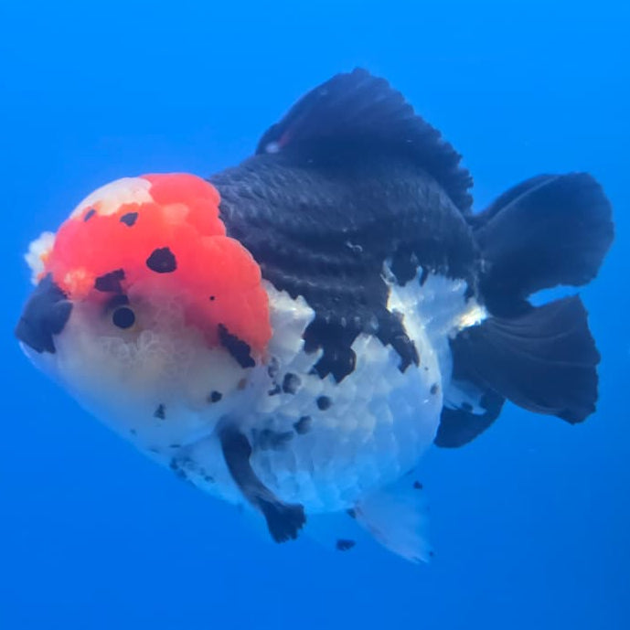 Thai Jumbo Tri Color Yuanbao Oranda 4.5" Body Male(QGF-JO1106)BLUETUB2