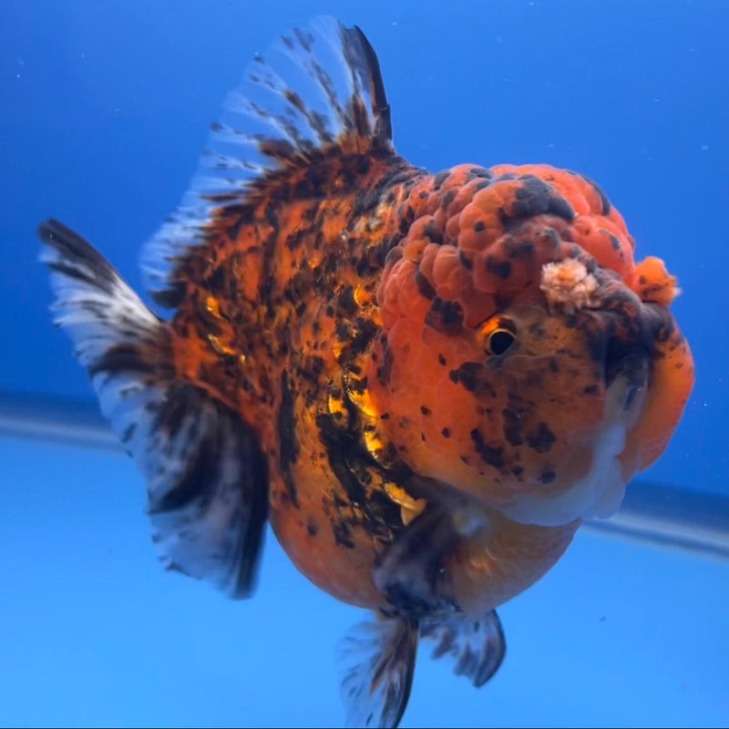Thai JUMBO Red Tiger Calico Oranda 4.5" Body Female (CRP-CK-414)BLUETUB2 y