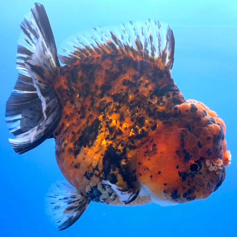 Thai JUMBO Red Tiger Calico Oranda 4.5" Body Female (CRP-CK-414)BLUETUB2 y
