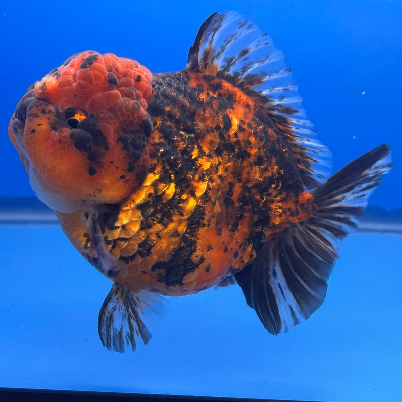 Thai JUMBO Red Tiger Calico Oranda 4.5" Body Female (CRP-CK-414)BLUETUB2 y