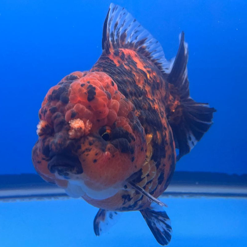 Thai JUMBO Red Tiger Calico Oranda 4.5" Body Female (CRP-CK-414)BLUETUB2 y