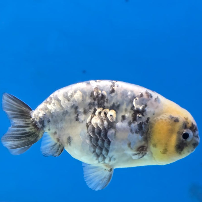Thai Ranchu White Tiger 3" Body Male (CK-421)R3A04