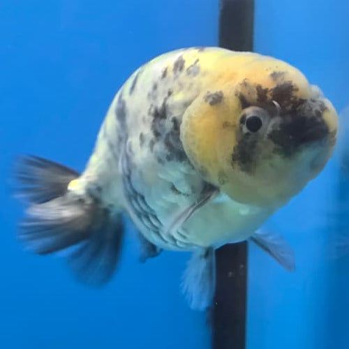Thai Ranchu White Tiger 3" Body Male (CK-421)R3A04