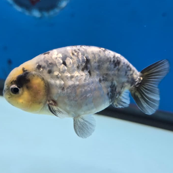 Thai Ranchu White Tiger 3" Body Male (CK-421)R3A04