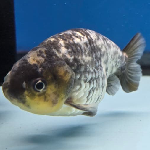 Thai Ranchu White Tiger Calico 3" Body Male (CK-423)R3A04