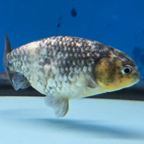 Thai Ranchu White Tiger Calico 3" Body Male (CK-423)R3A04