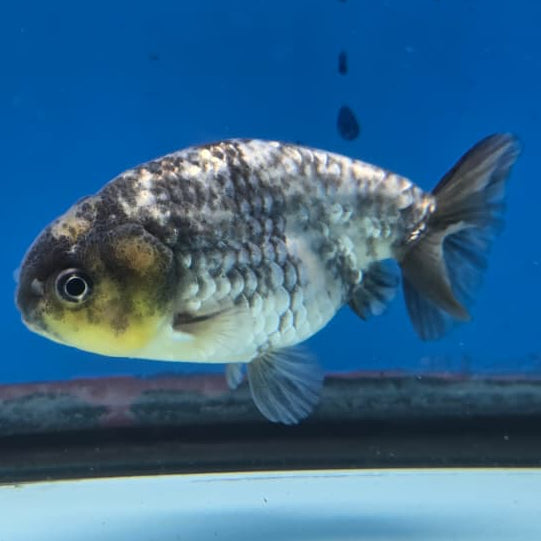 Thai Ranchu White Tiger Calico 3" Body Male (CK-423)R3A04
