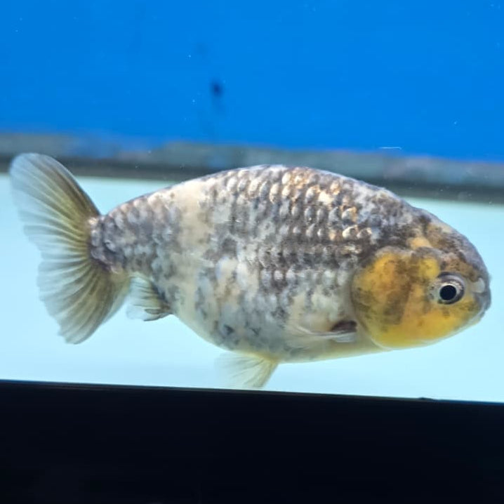Thai Ranchu White Tiger Calico 3" Body Male (CK-423)R3A04