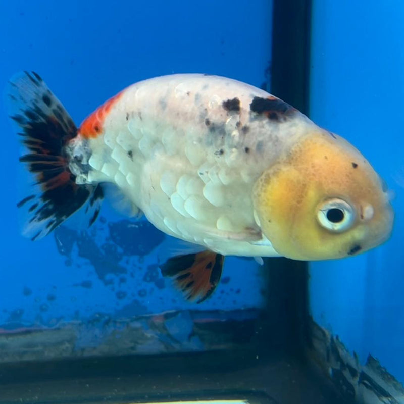 Thai Ranchu Calico 3" Body Male (CK-429)R3A06