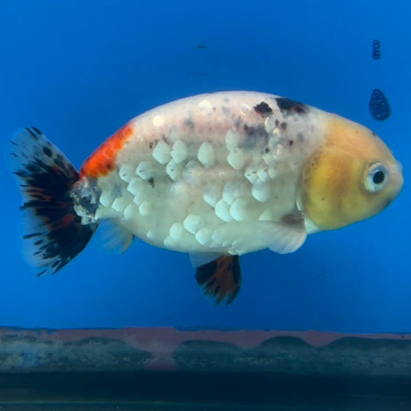 Thai Ranchu Calico 3" Body Male (CK-429)R3A06