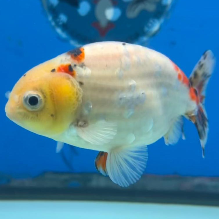 Thai Ranchu Calico 3" Body Male (CK-429)R3A06