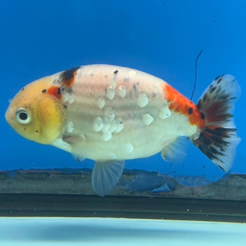 Thai Ranchu Calico 3" Body Male (CK-429)R3A06