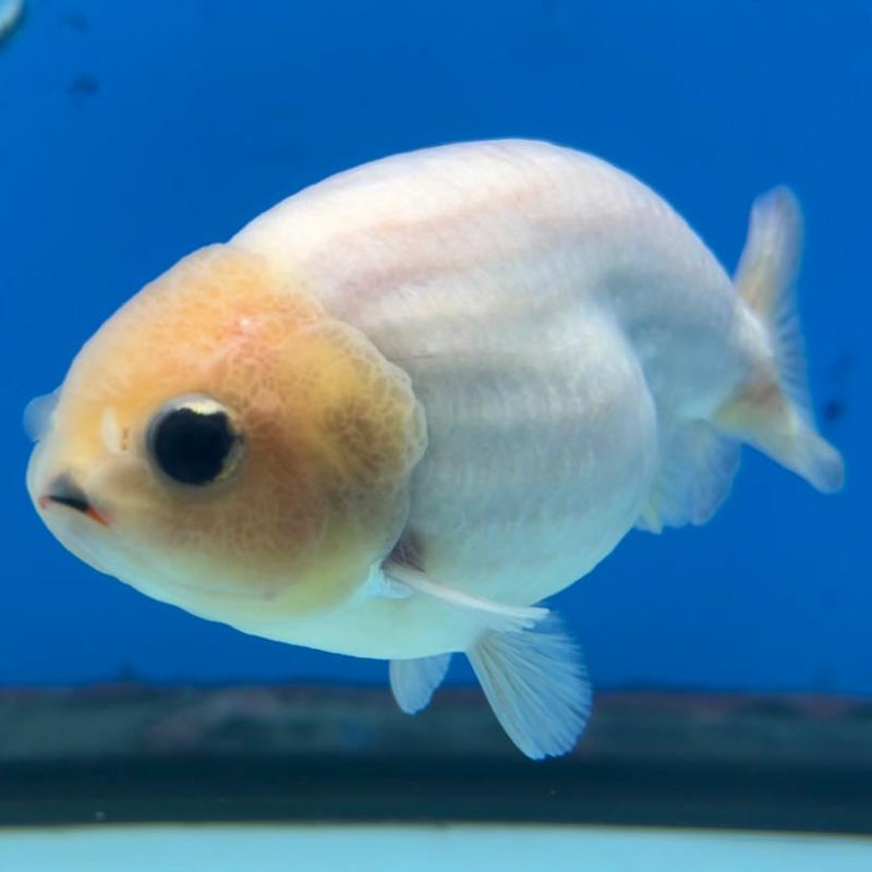 Thai Ranchu White/Red 3" Body Male (CK-430)R3A06