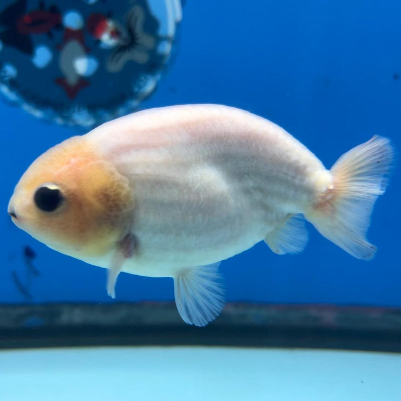 Thai Ranchu White/Red 3" Body Male (CK-430)R3A06