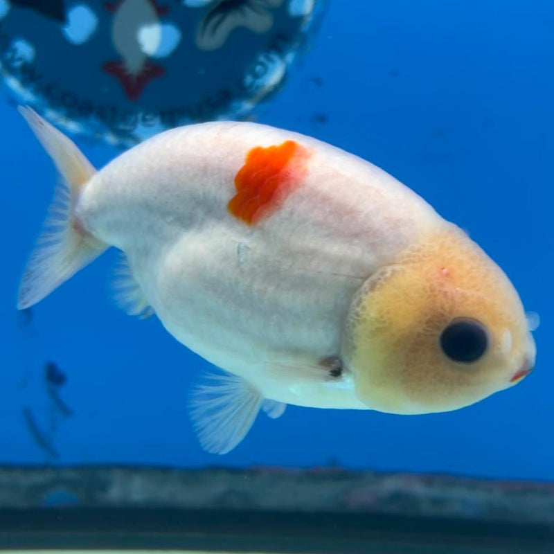 Thai Ranchu White/Red 3" Body Male (CK-430)R3A06