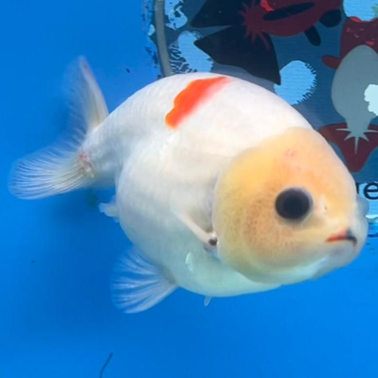 Thai Ranchu White/Red 3" Body Male (CK-430)R3A06